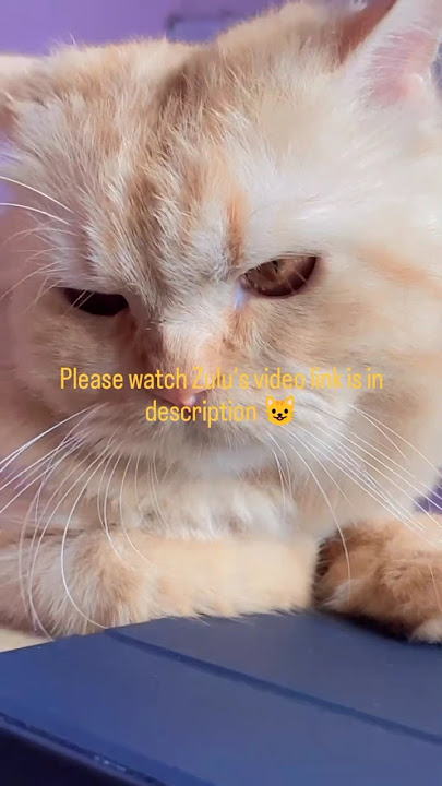 #catstrending #meowcat  https://youtu.be/-V1d09lGkuE?feature=shared