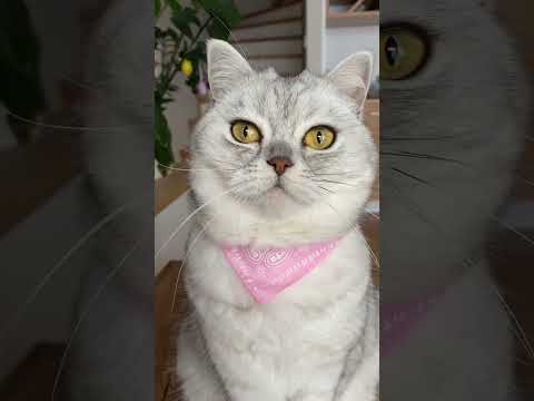 Эту серьезную ошибку совершают многие владельцы кошек #кот #коты #shorts ￼
