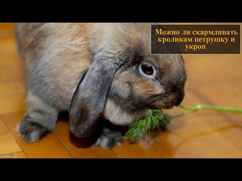 Можно ли скармливать кроликам петрушку и укроп