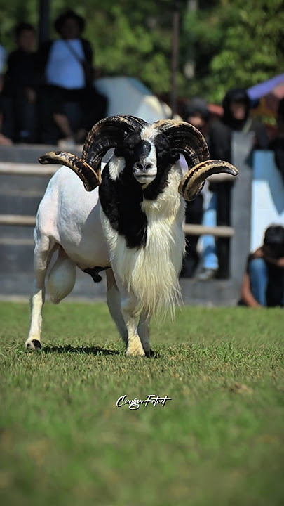 besar dan gagah #dombagarut #domba #animals #dombahamil #sheep #goat #cungurfotret #hewan #shorts