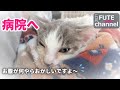 一晩で何があったのか？昨日はこんな風ではなかったよ？+オーレ4【保護子猫】