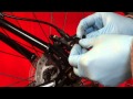 How to change and fit new pads to tektro auriga / auriga comp hydraulic disc brakes