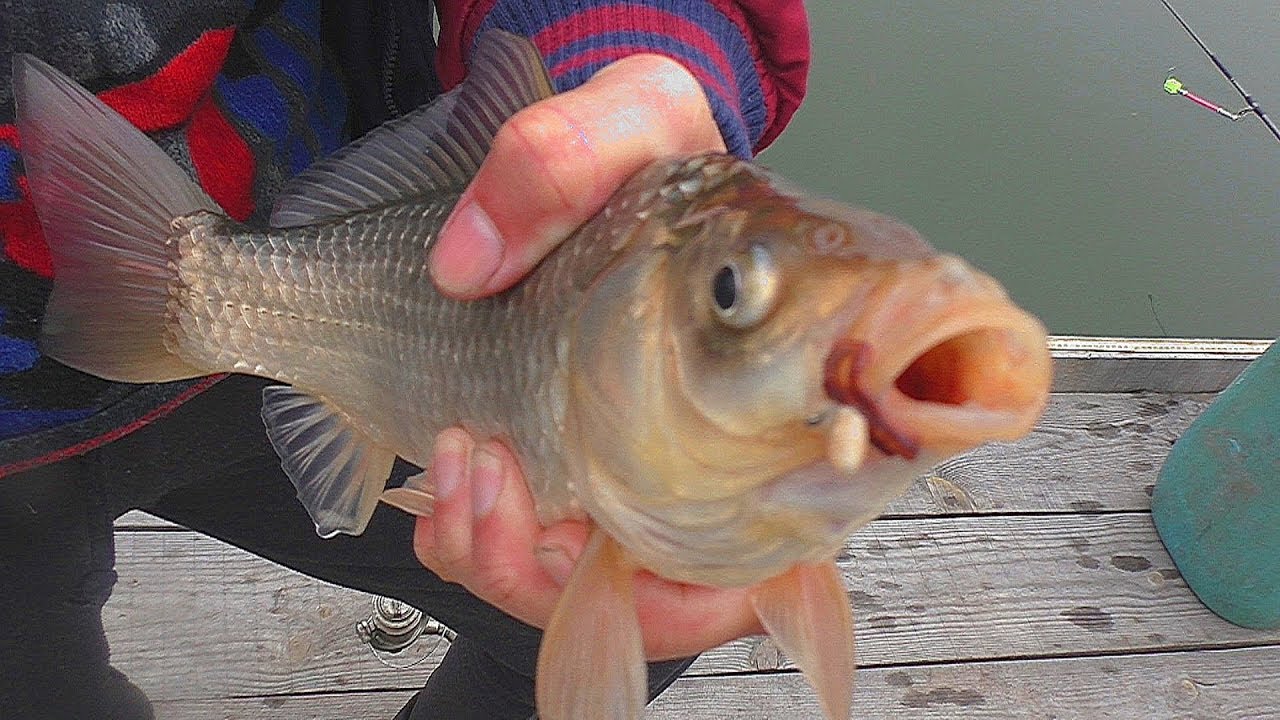 Рыбалка  Ловля карася на поплавок в ноябре. My fishing