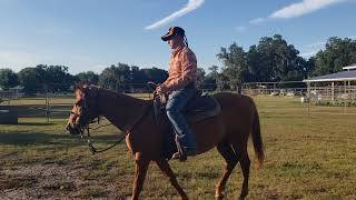 Cattle/ Quarter Horse Mare 11 yr old, 14 hands. 5-23-24 (#483)