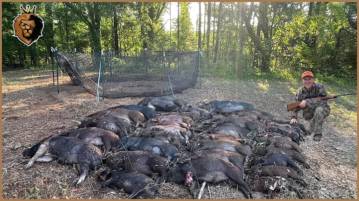 How Do Canadian Farmers and Hunters Deal with Millions of Wild Boars Using Traps?