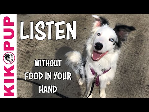 Video: Jak se dostat psa, aby jeho nadšení
