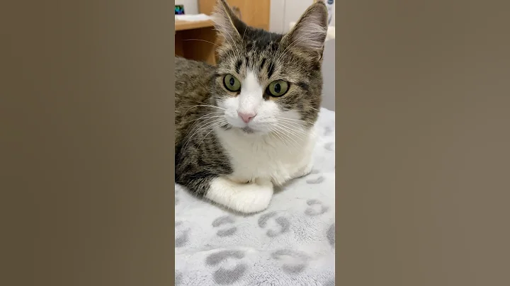 Video 9849631: cats catlover cutecat funnycats, cat cutecat dancing funnycats, cats catlover cutecat funny, catlover cutecat love funny, nice cat, polydactyl cat, usa cat, beautiful cat