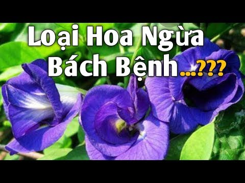 Video: White Clematis (36 ảnh): Mô Tả Về Các Giống Cây Bụi Và Hoa Lớn, Tên Của Loài Hoa Nhỏ Và Hoa đậu Biếc