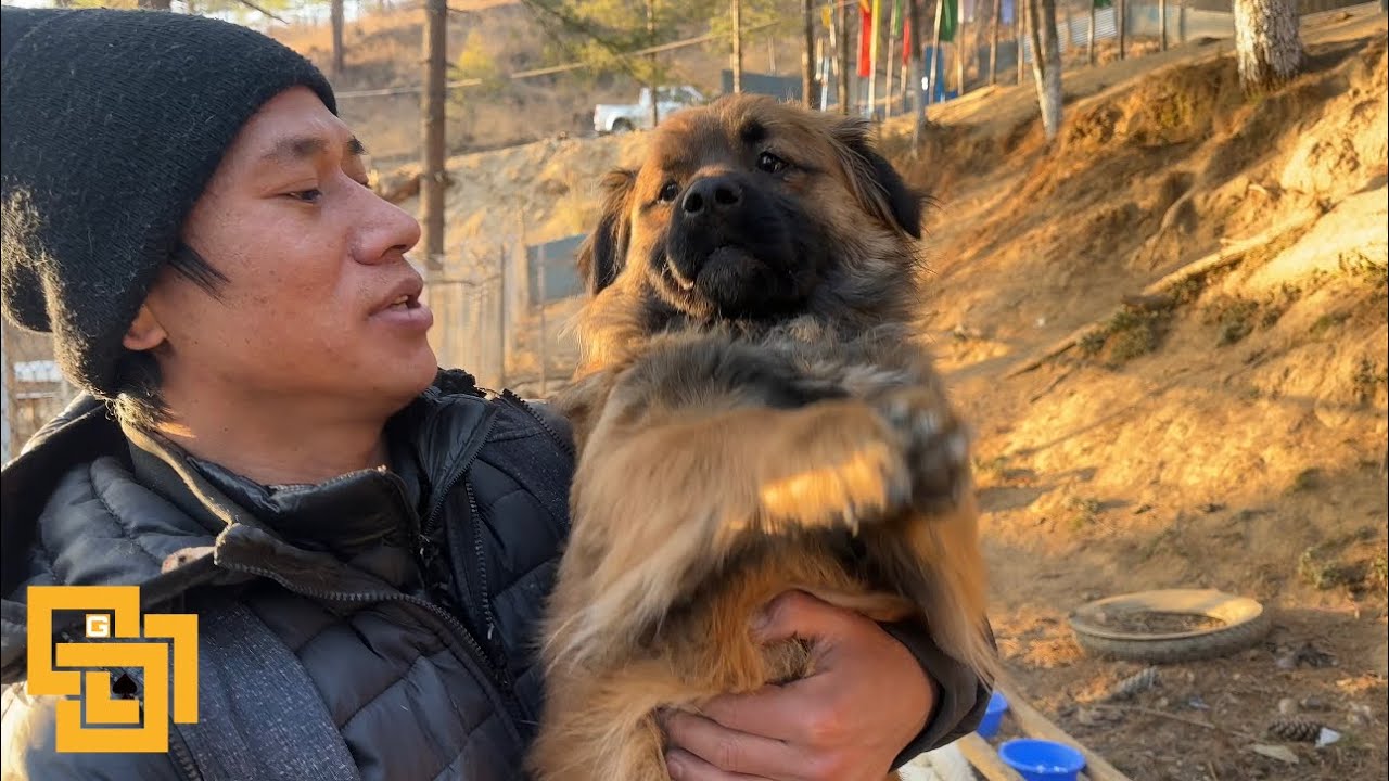Biggest Dog Shelter In Bhutan [Part 2 vlog 18 ] ( Zeus shelter for Homeless Dogs 