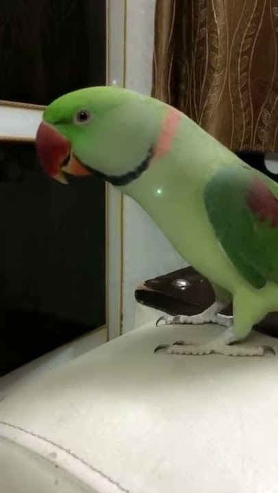 Assalamualaikum 😇 kya kr rhe ho? Burung beo yang bisa berbicara ❤️