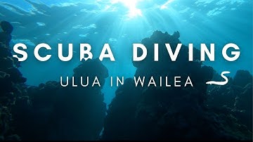 EELS, TURTLES & MORE AT ULUA || Scuba Diving in Maui || Kaimana Conservation