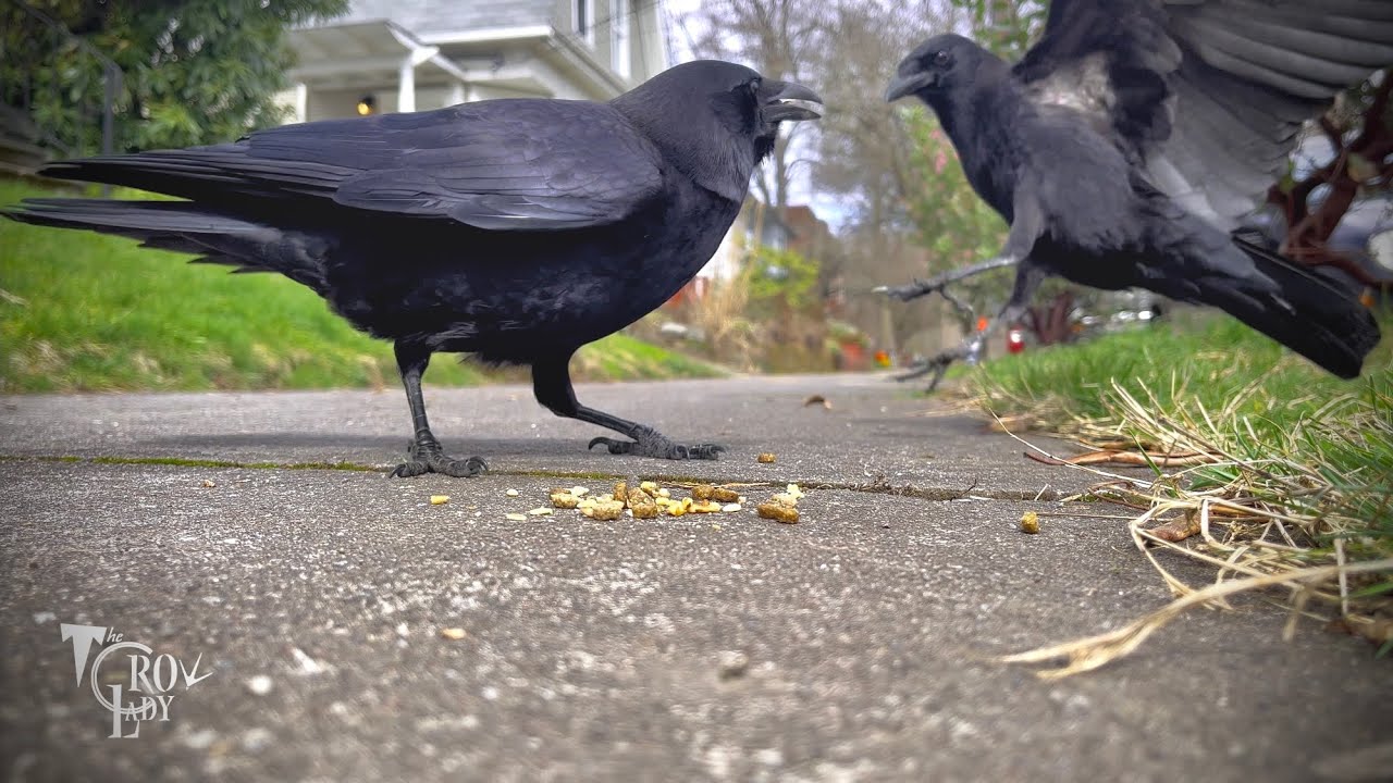 Crow Cam Hopper’s Girlfriend??!! YouTube