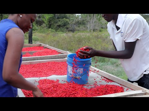 Video: Pilipili Kali Peperoncino: Aina Na Misingi Ya Teknolojia Ya Kilimo