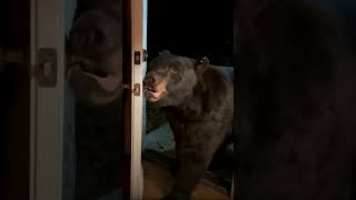 Un ours qui connaît les bonnes manières ! 🐻🚪