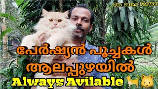 പേർഷ്യൻ പൂച്ചകൾ വില കുറവിൽ ആലപ്പുഴയിൽ ||Persian Cats Farming||Our Dream Factory ||