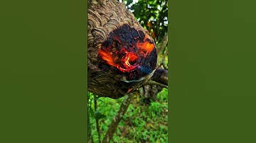 Flamethrower to burn hornet nest #shorts #hornet