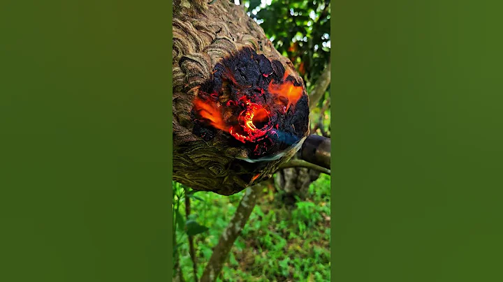 Flamethrower to burn hornet nest #shorts #hornet