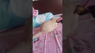 kucing bule lagi gila dengan mainannya#cat #animlovers #catlover #cutecat #anabul