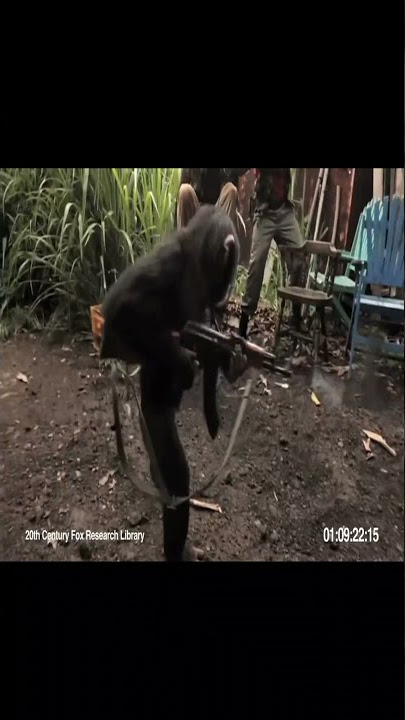 Monkey With AK47 !