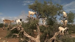 Tree-climbing goats in Morocco's argan forest