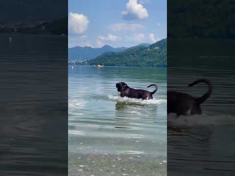 Cane corso enjoying the summer at Lake caldonazzo in North Italy #shorts #travel #dog