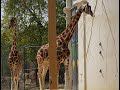 Giraffes walks antwerp zoo 2023 belgium by habarisalam   monk