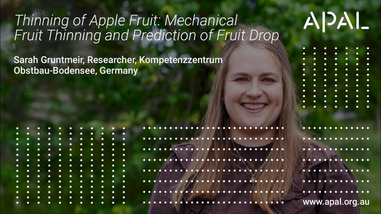 Прореживание плодов яблони: механическое прореживание плодов и прогнозирование опадения плодов