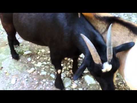 funny-goat-talking-like-a-human