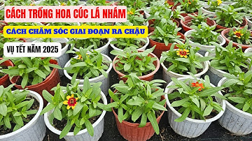 Cách trồng cúc lá nhám vụ tết 2025 (P1 - giai đoạn ra chậu)