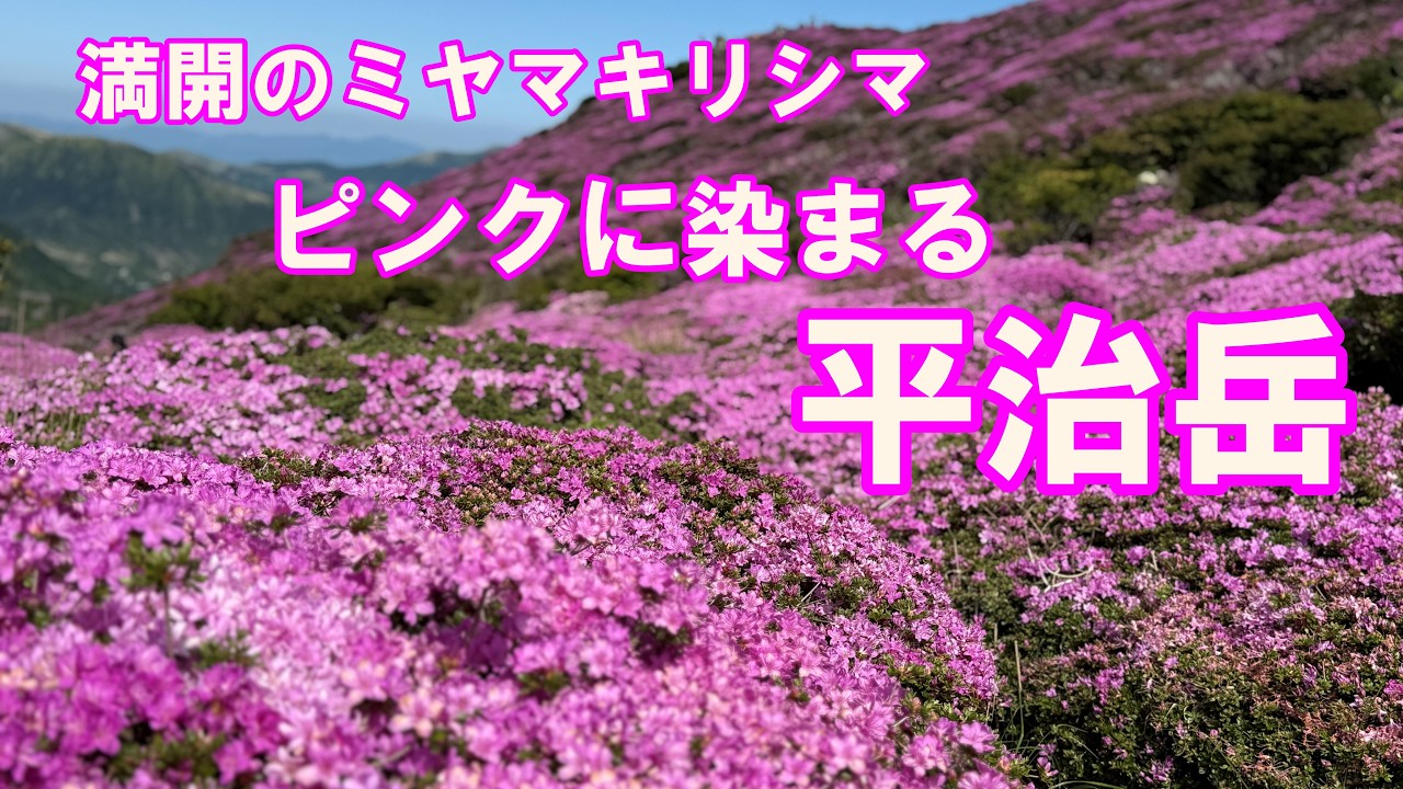 くじゅう】平治岳 ピンクに染まった絶景‼ 今年も綺麗に咲いたミヤマ