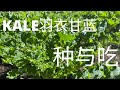 【种菜】最该种在菜园里的超级食物 - 羽衣甘蓝Kale | 简单美味吃法与禁忌 | Kale病虫害防治 | #StayHome Growing Superfood - Kale #WithMe