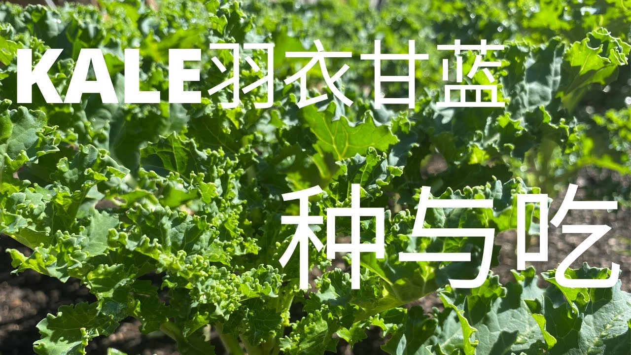 种菜 最该种在菜园里的超级食物 羽衣甘蓝kale 简单美味吃法与禁忌 Kale病虫害防治 Stayhome Growing Superfood Kale Withme Youtube