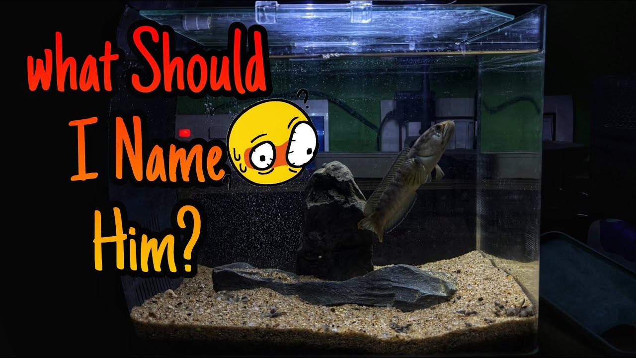 What Should I Name My Snakehead Fish? Help Me Decide!