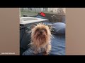 What people think having a dog is like 🤣 Funny Dog Video
