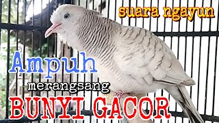 Perkutut silver gacor suara besar ngayun cocok buat pancingan