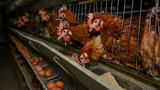 دراسة جدوي حديثة مزرعة 1000دجاجة بياض 2023.