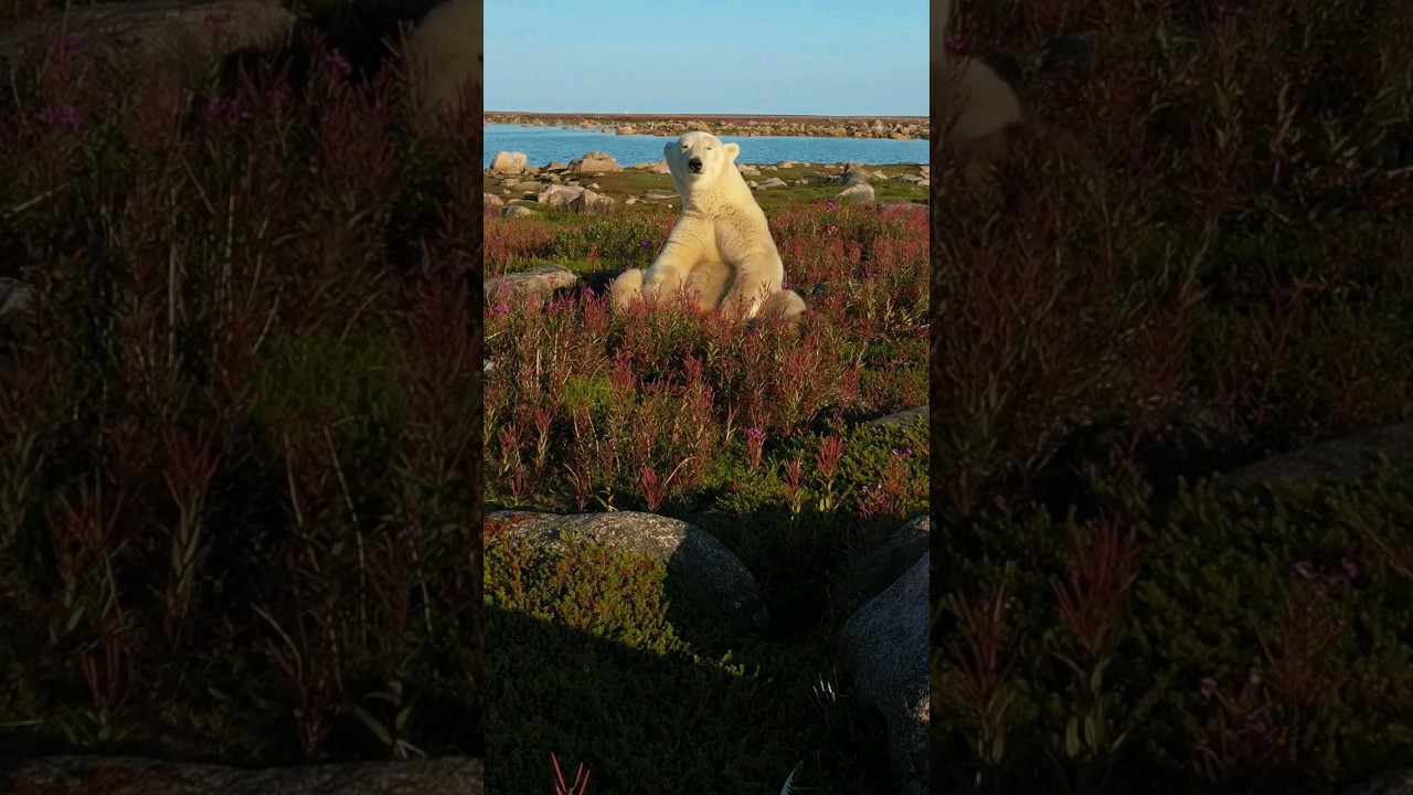 wait for the yawn at the end! Happy Polar Bear Week! 