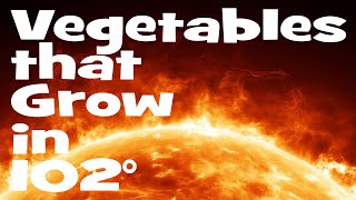 Vegetables that Grow in 100 Degree Summer Heat