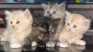 How kittens Grow Up 0β30 Days