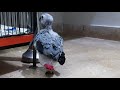 African Grey Parrot, Growth Week 6