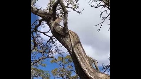 Awesome Street Food   Largest Python Snake up a tree!