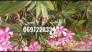 علاج الم الظهر وعلاج الجرب بعشب الدفلى