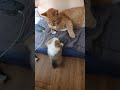 진짜 냥펀치 와 아기웰시코기 A real cat punch and a baby Welsh Corgi