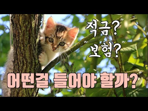 수의사가 정해준다! 반려동물 보험이냐, 적금이냐!