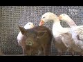 Geese Protect Pig From Being Bullied By Other Pigs | Kritter Klub