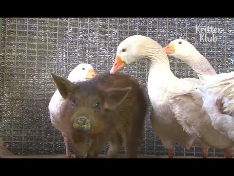 Video: Goose Is Not A Pig's Comrade, Or Where Are The Orthodox 