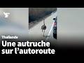 Thaïlande: une autruche filmée au milieu d'une autoroute très fréquentée