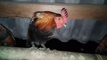 Qaib dib pom 2-3 zoo nkauj heev