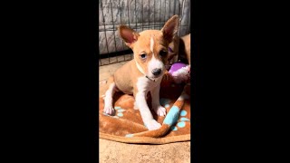 Kenya, Red & White Basenji Female by Mwimbaji Basenji of Utah 60 views 3 months ago 3 minutes, 52 seconds