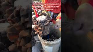Efficient Methods For Harvesting Wood Ear Mushrooms From Organic Substrate